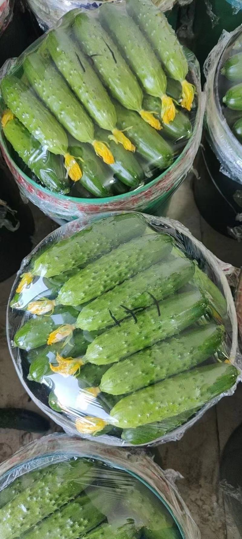 【推荐】辽宁绥中旱黄瓜，鲜花带刺，量大常年有货，欢迎采购
