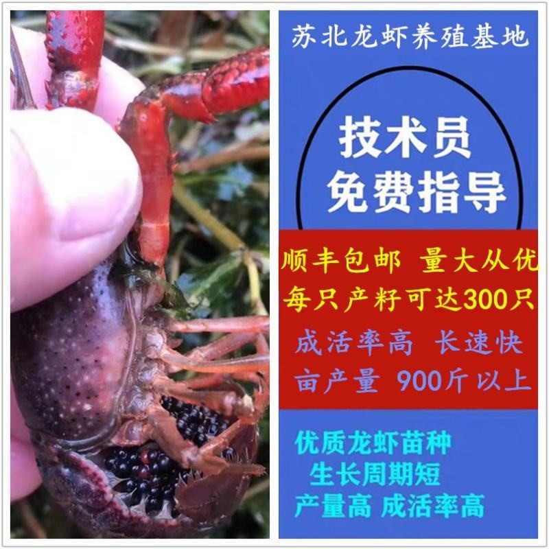 小龙虾苗种虾抱卵青虾活体虾淡水种苗养殖龙虾苗优质苗种培育