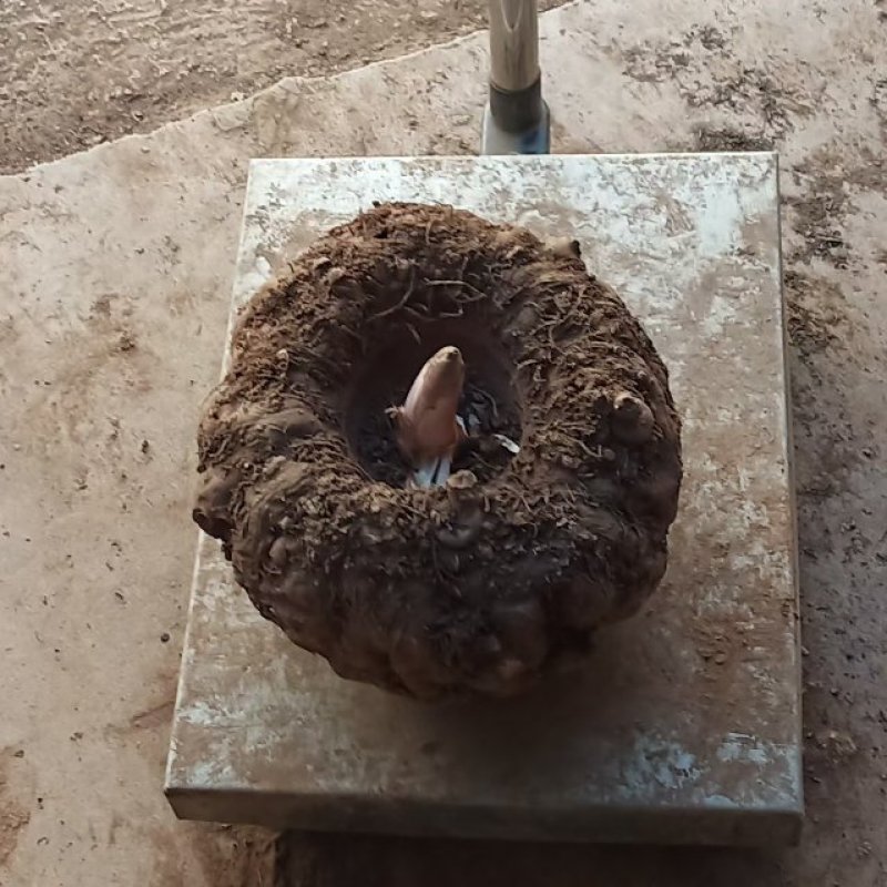 商品魔芋，高海拔云南丽江基地货，做加工厂，食品的联系我，