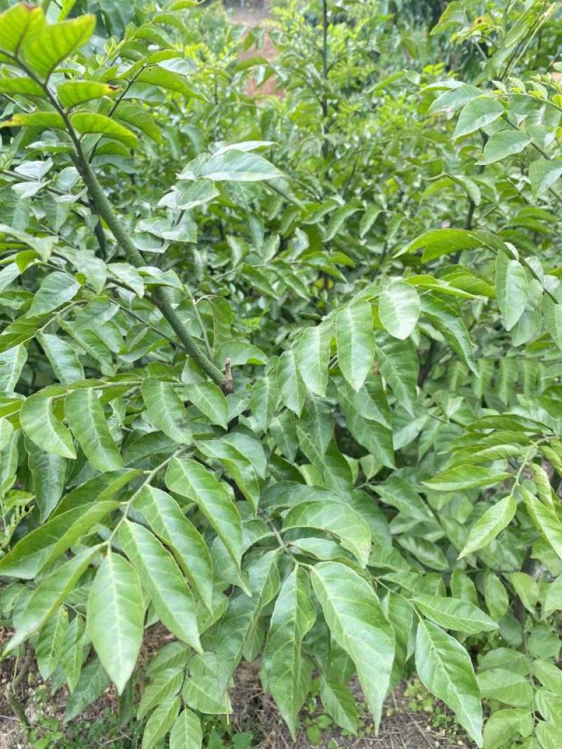 紫色黄皮果苗，一手货源，产地直发，欢迎进店选购