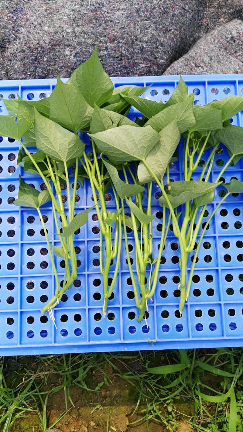 蔬菜～菜用薯尖（红薯叶），种苗供应