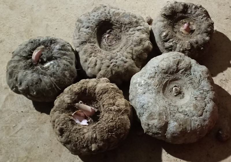 商品魔芋，高海拔云南丽江基地货，做加工厂，食品的联系我，