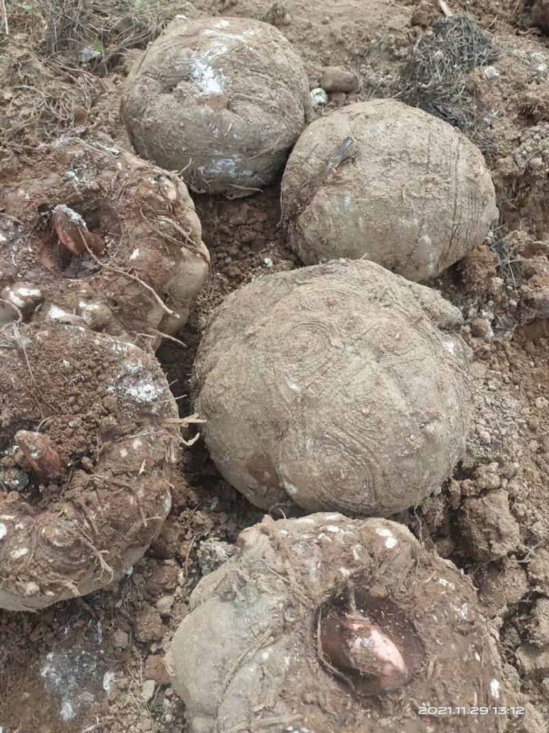 商品魔芋，高海拔云南丽江基地货，做加工厂，食品的联系我，