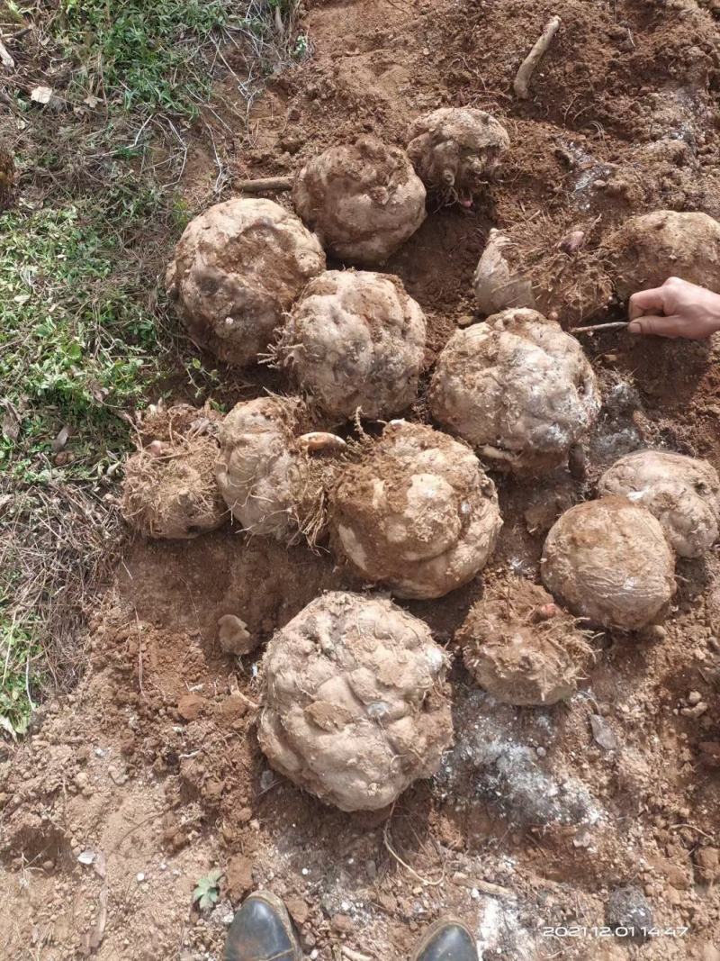 商品魔芋，高海拔云南丽江基地货，做加工厂，食品的联系我，
