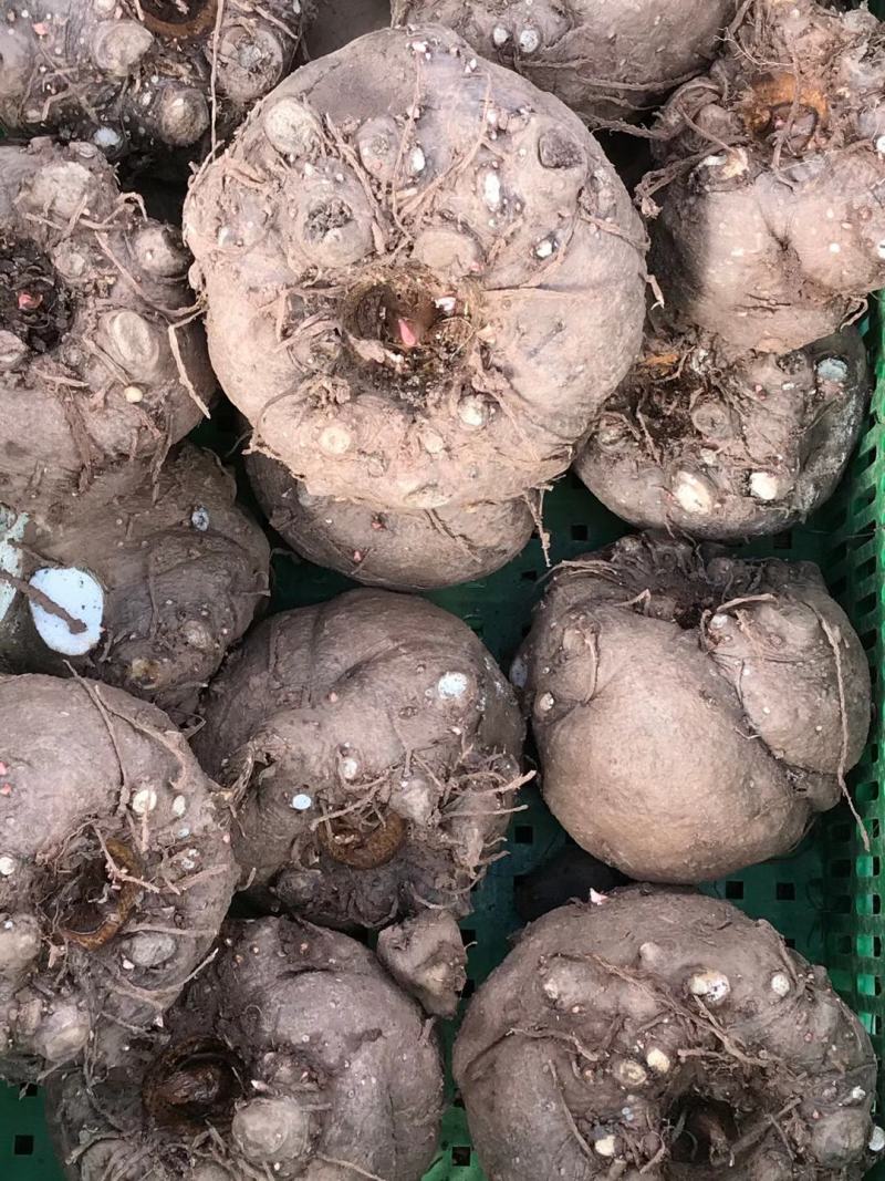商品魔芋，高海拔云南丽江基地货，做加工厂，食品的联系我，