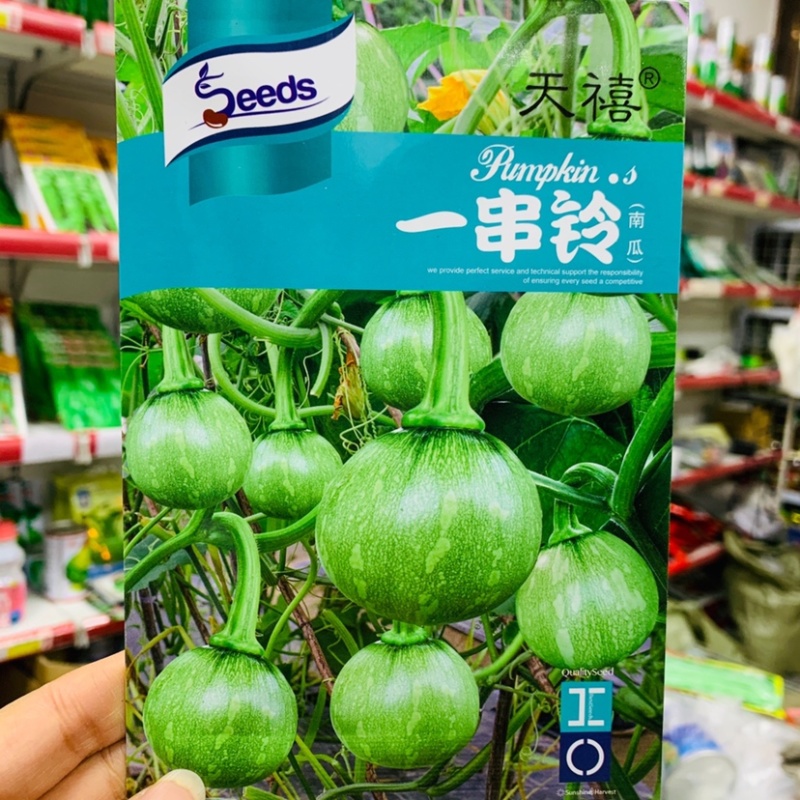 艾丽斯水果南瓜种子扁圆形果面光滑味道粉甜早熟南瓜种子