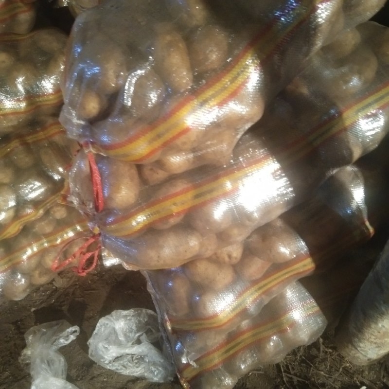 黄金属可以干洗属性好有种子商品薯产地直销，大批上欢迎选购