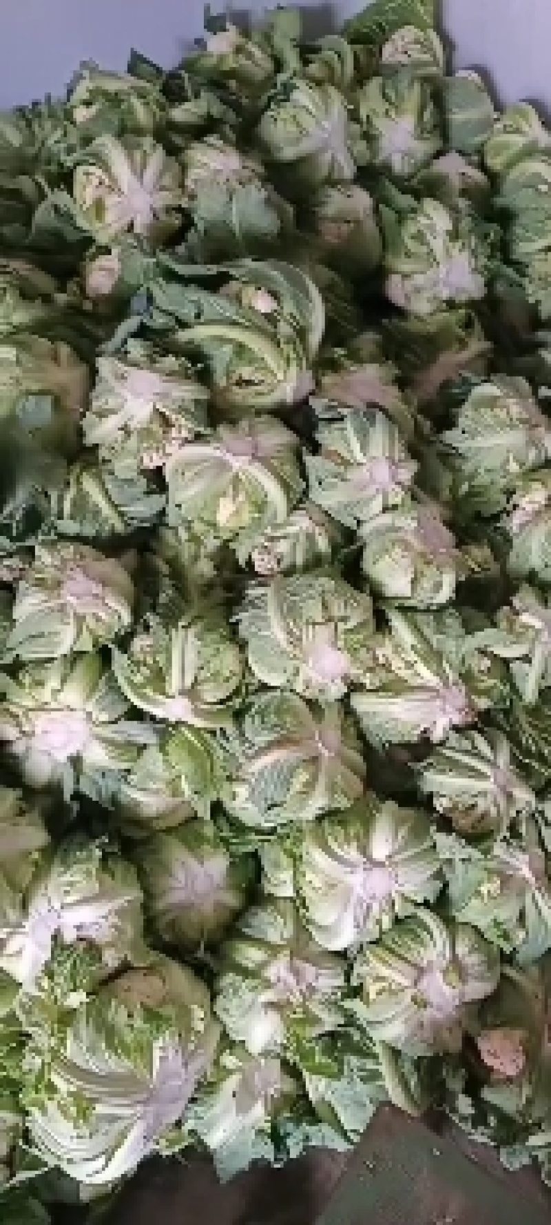 陕西汉中洋县菜花紧花2~3斤乳白有需要的朋友请及时联系
