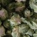 陕西汉中洋县菜花紧花2~3斤乳白有需要的朋友请及时联系