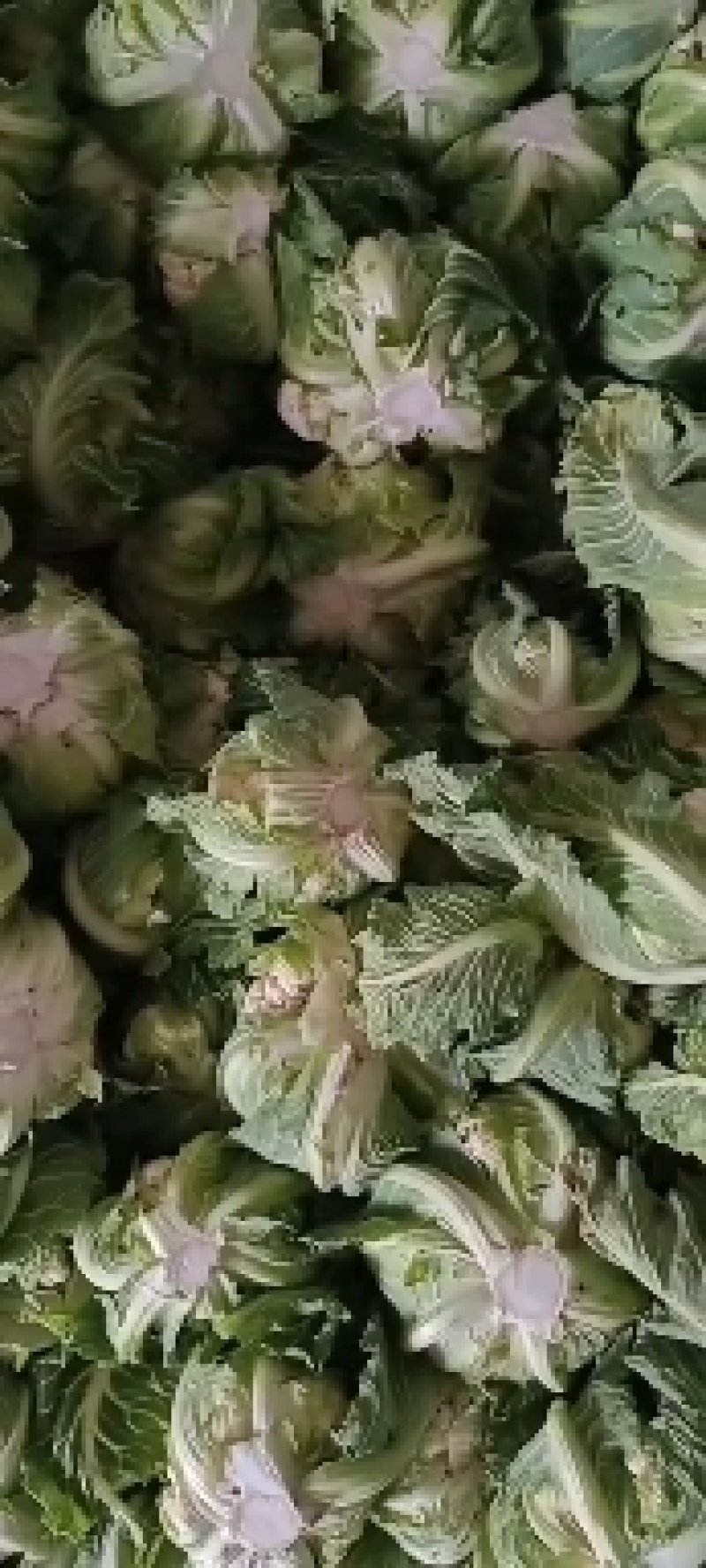 陕西汉中洋县菜花紧花2~3斤乳白有需要的朋友请及时联系