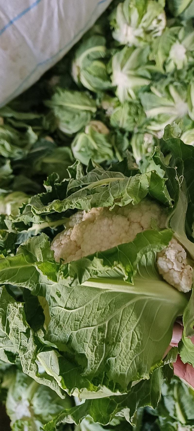 陕西汉中洋县菜花紧花2~3斤乳白有需要的朋友请及时联系