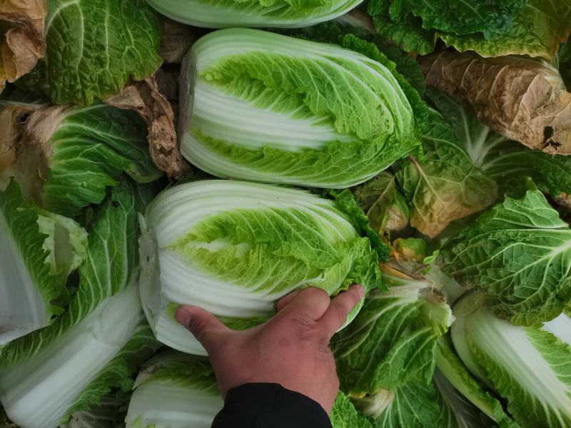白菜原产地直供出货，可直供泡菜厂，加工厂，酱菜厂，脱水厂