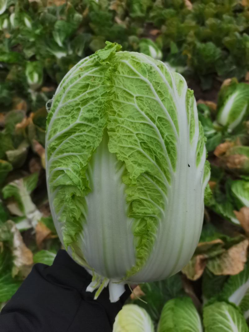 白菜原产地直供出货，可直供泡菜厂，加工厂，酱菜厂，脱水厂