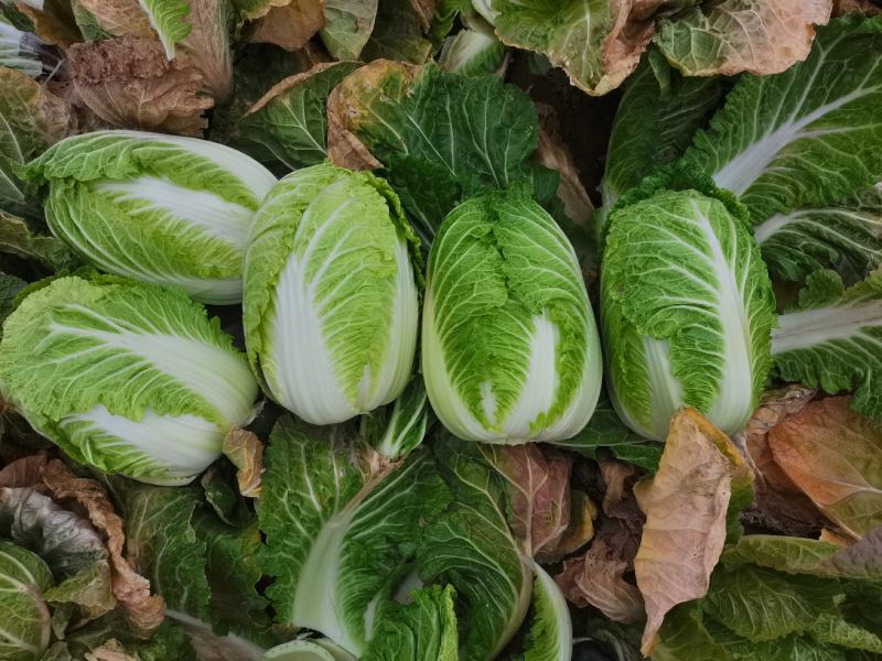 白菜原产地直供出货，可直供泡菜厂，加工厂，酱菜厂，脱水厂