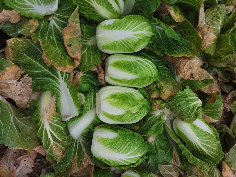 白菜原产地直供出货，可直供泡菜厂，加工厂，酱菜厂，脱水厂