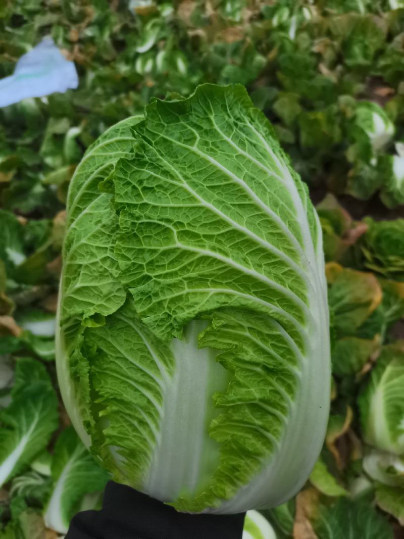 白菜原产地直供出货，可直供泡菜厂，加工厂，酱菜厂，脱水厂