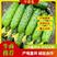 辽宁绥中旱黄瓜，鲜花带刺，量大常年有货，欢迎采购