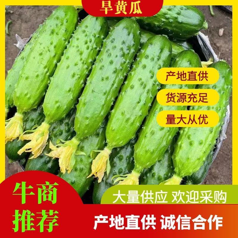 辽宁绥中旱黄瓜，鲜花带刺，量大常年有货，欢迎采购