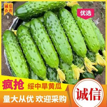 【推荐】辽宁绥中旱黄瓜，鲜花带刺，量大常年有货，欢迎采购