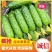 【推荐】辽宁绥中旱黄瓜，鲜花带刺，量大常年有货，欢迎采购