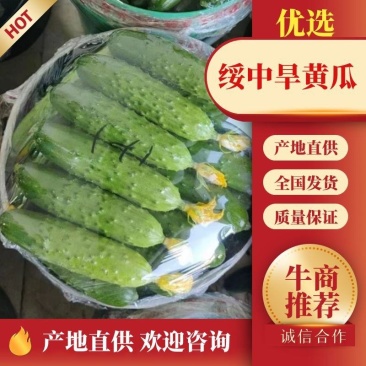 推荐辽宁绥中旱黄瓜，鲜花带刺，量大常年有货，欢迎采购
