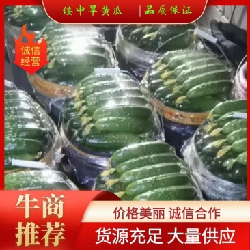 辽宁绥中旱黄瓜，鲜花带刺，量大常年有货，欢迎采购