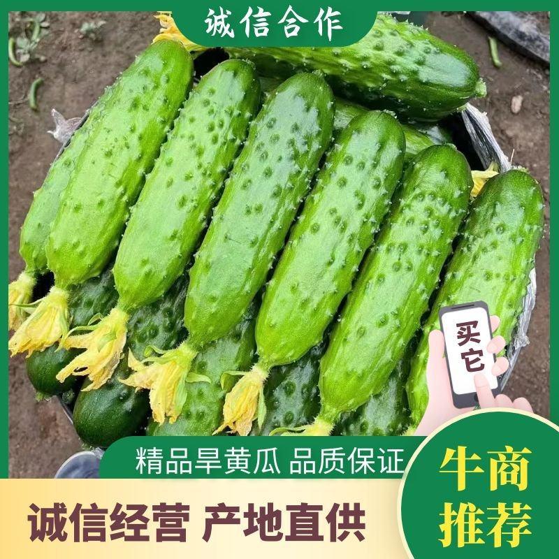 辽宁绥中旱黄瓜，鲜花带刺，量大常年有货，欢迎采购