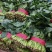 精品菠菜对接加工厂基地种植货源充足价格不高