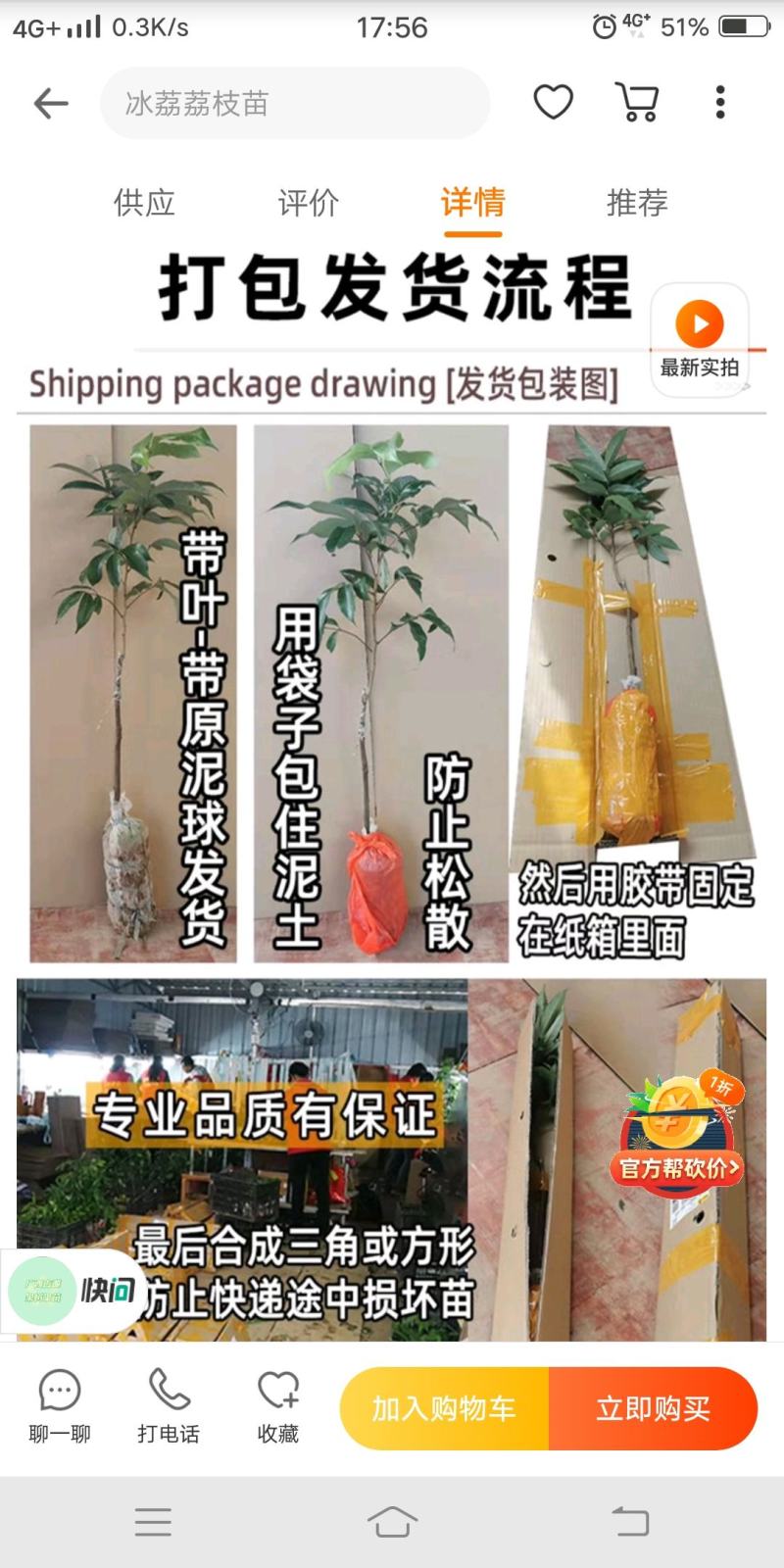 番石榴苗胭脂红番石榴无籽红宝石芭乐红心芭乐南北方种植包邮