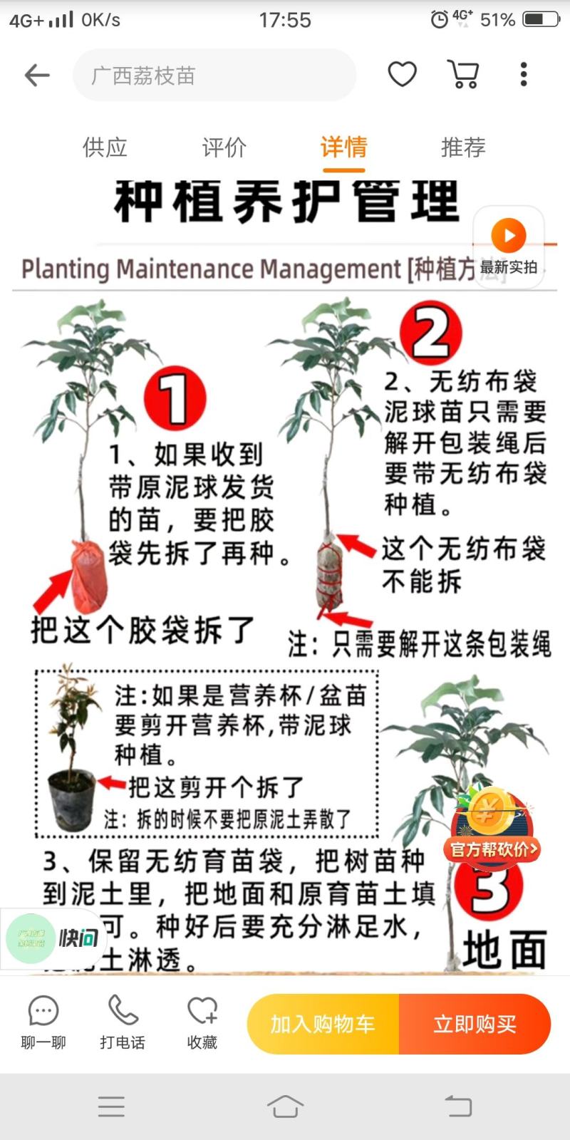 番石榴苗胭脂红番石榴无籽红宝石芭乐红心芭乐南北方种植包邮
