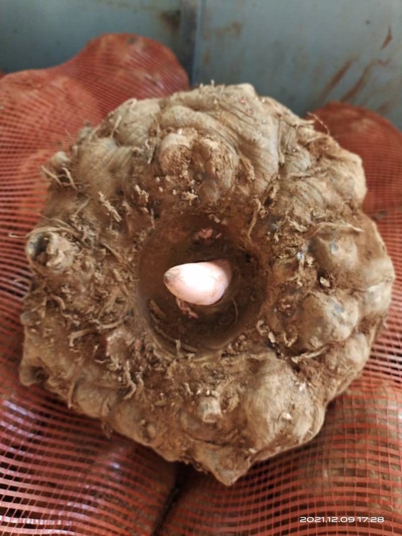 魔芋，无公害无污染绿色食品