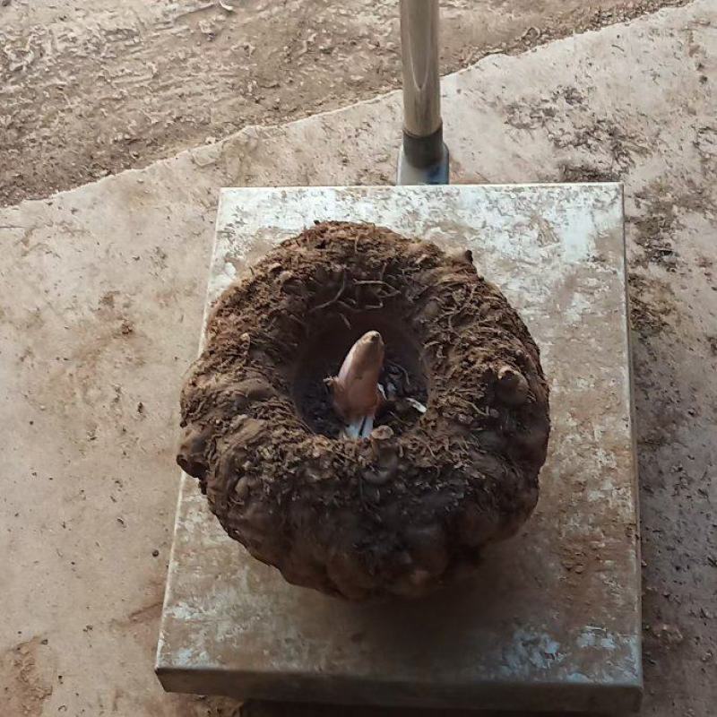 魔芋，无公害无污染绿色食品