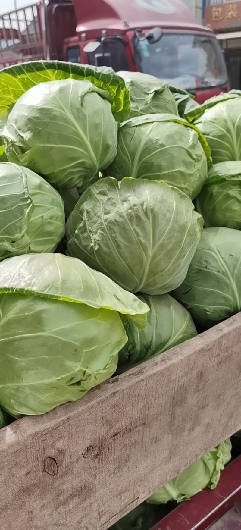 精品甘蓝，绿甘蓝包菜，产地大量供应，代发全国，