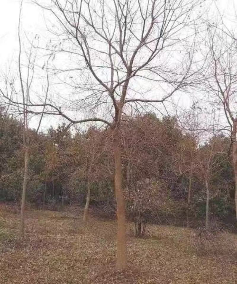 乌桕，苗圃直供精品乌桕规格齐全，量大可以优惠