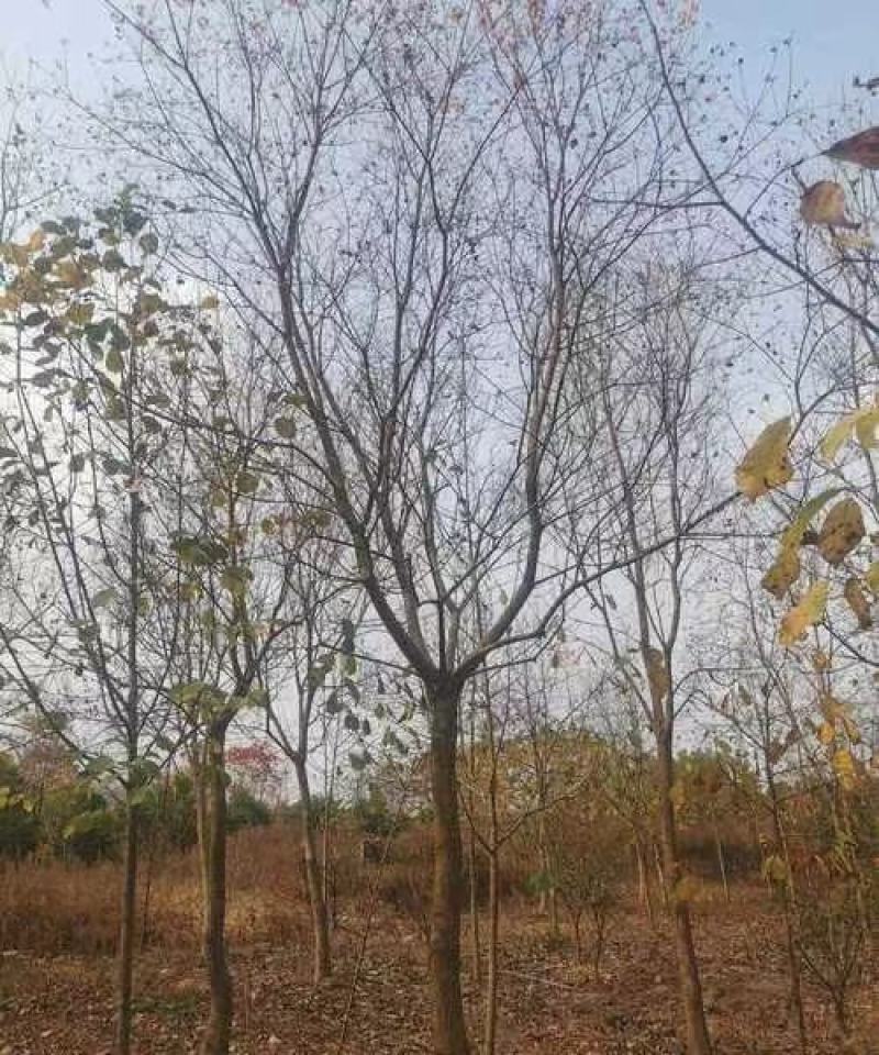 乌桕，苗圃直供精品乌桕规格齐全，量大可以优惠