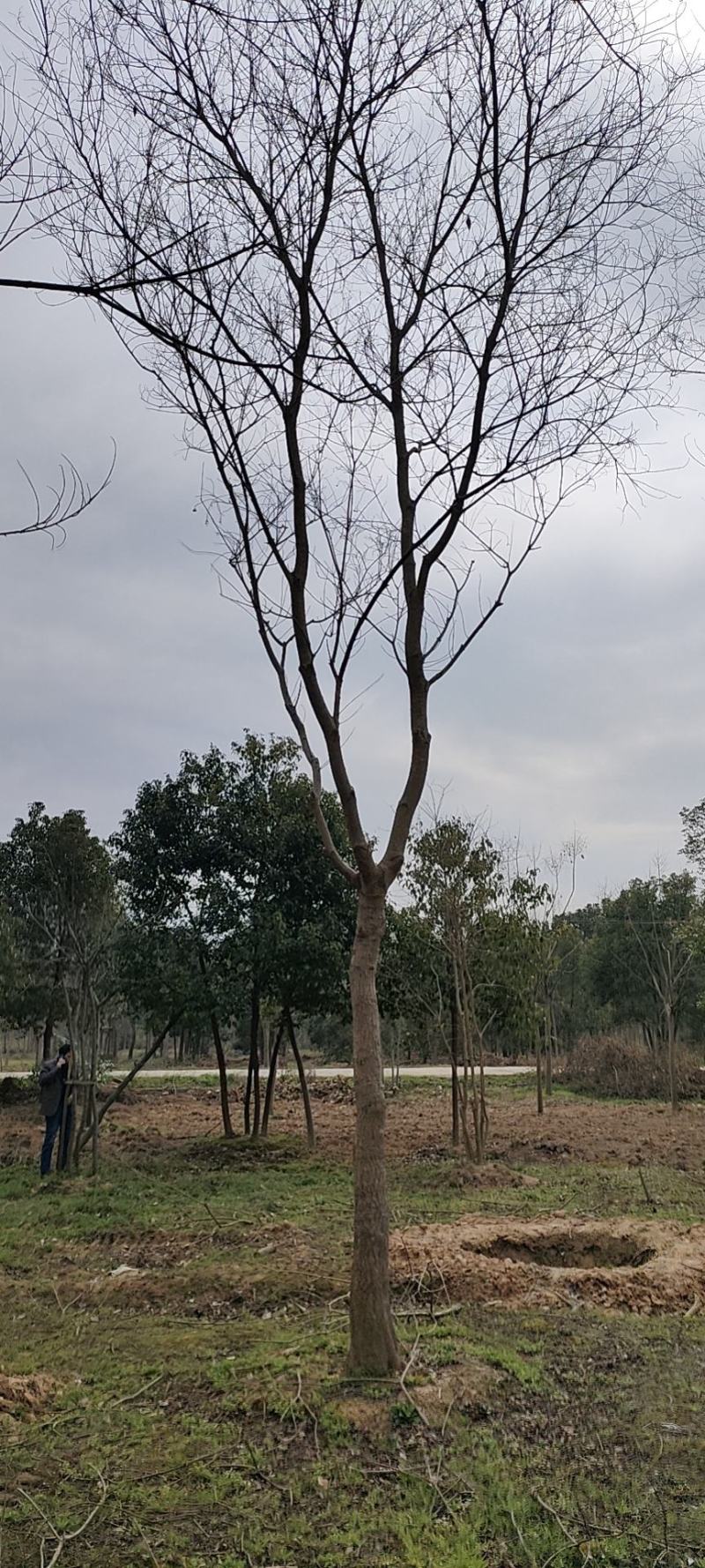 乌桕，苗圃直供精品乌桕规格齐全，量大可以优惠