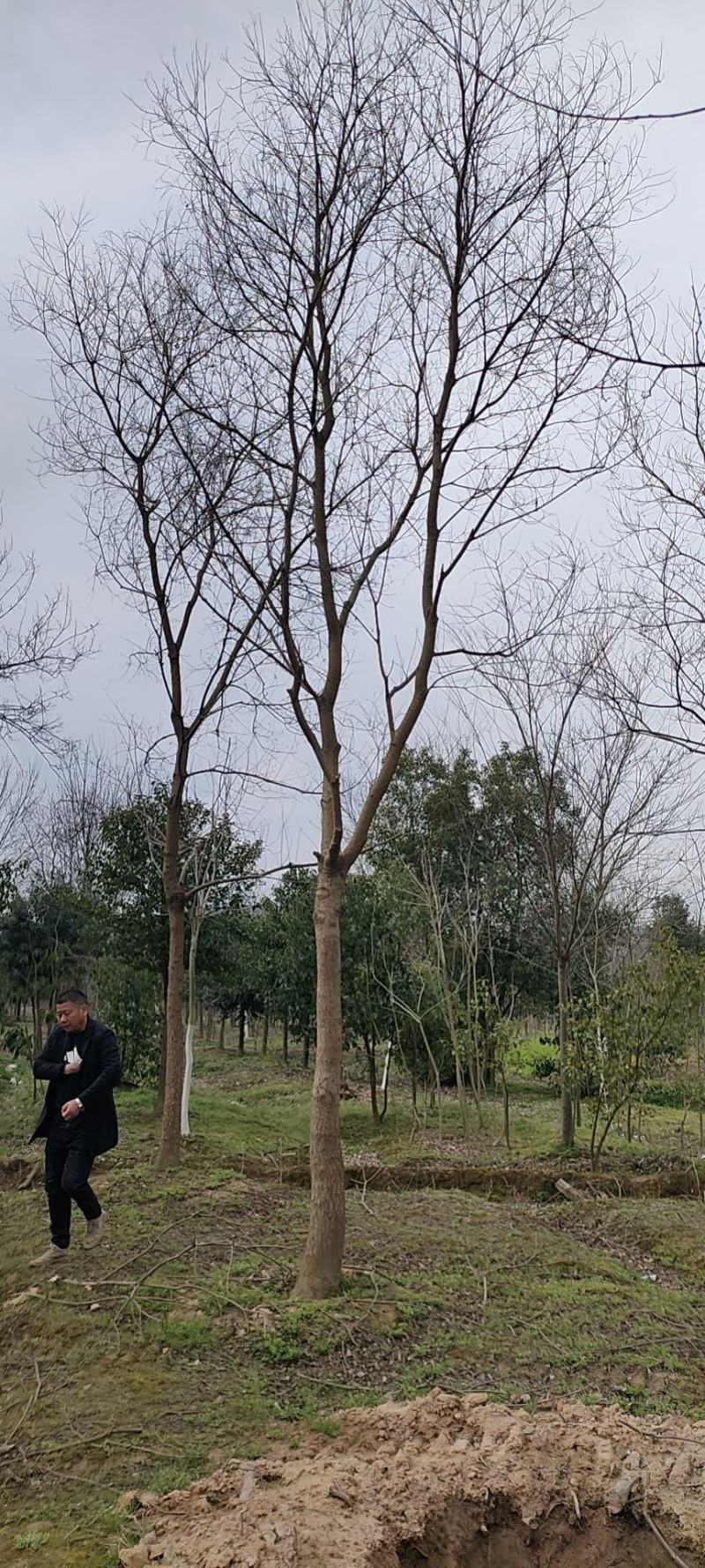 乌桕，苗圃直供精品乌桕规格齐全，量大可以优惠
