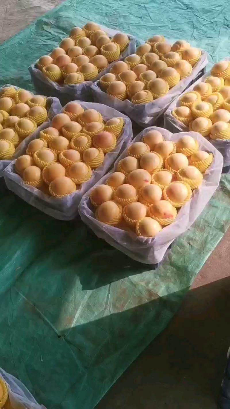 山东冠县大棚油桃