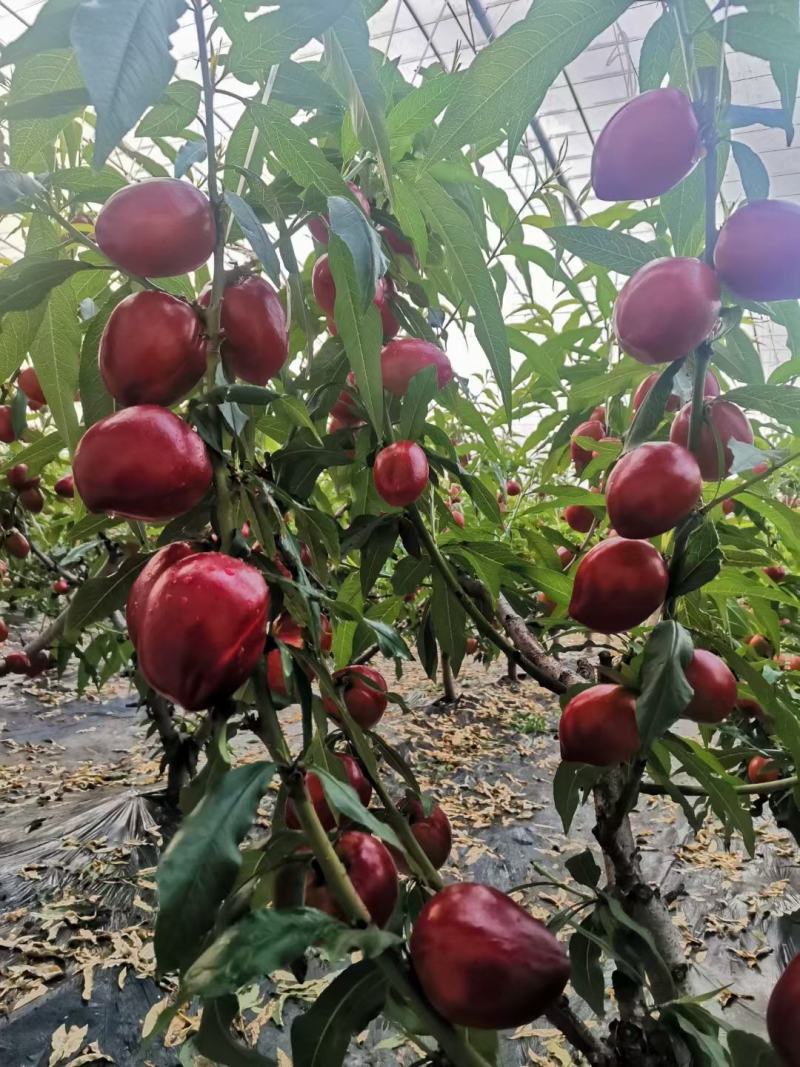 山东冠县大棚油桃