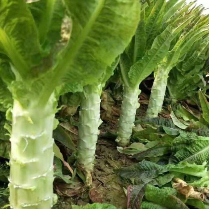 精品莴苣红叶莴笋货源充足基地种植价格不高质量保证