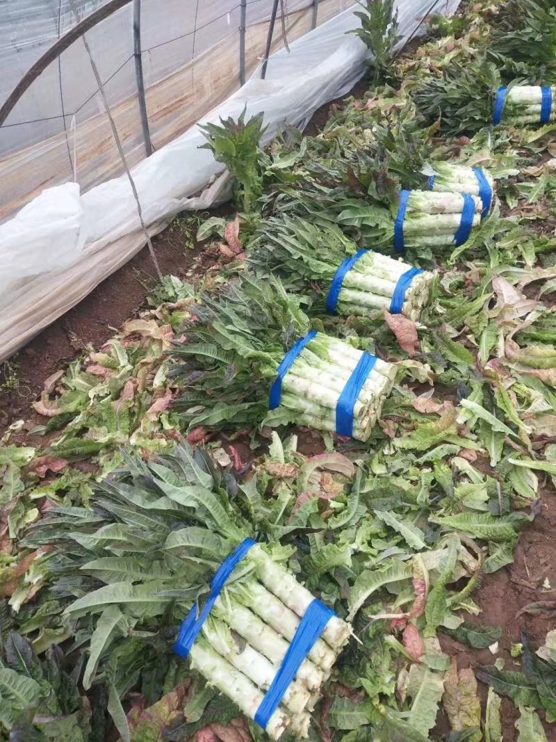 精品莴苣红叶莴笋货源充足基地种植价格不高质量保证