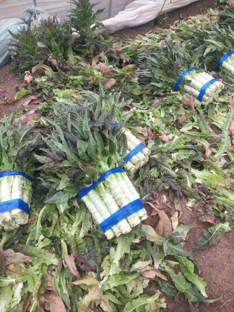 精品莴苣红叶莴笋货源充足基地种植价格不高质量保证