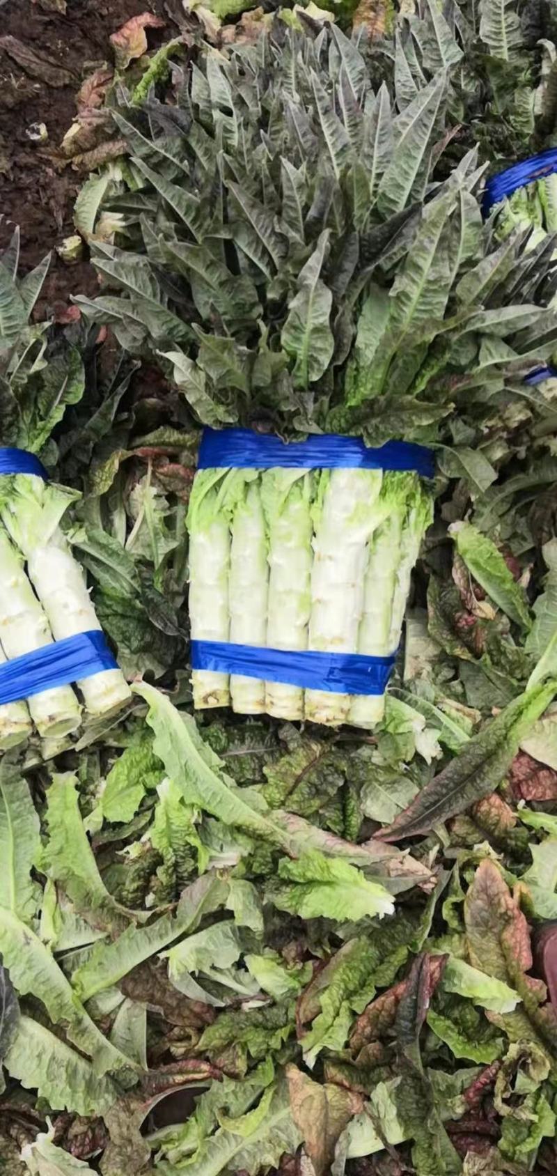 精品莴苣红叶莴笋货源充足基地种植价格不高质量保证