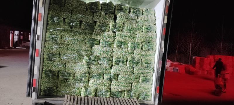 精品小油菜快菜发货全国供应食品厂