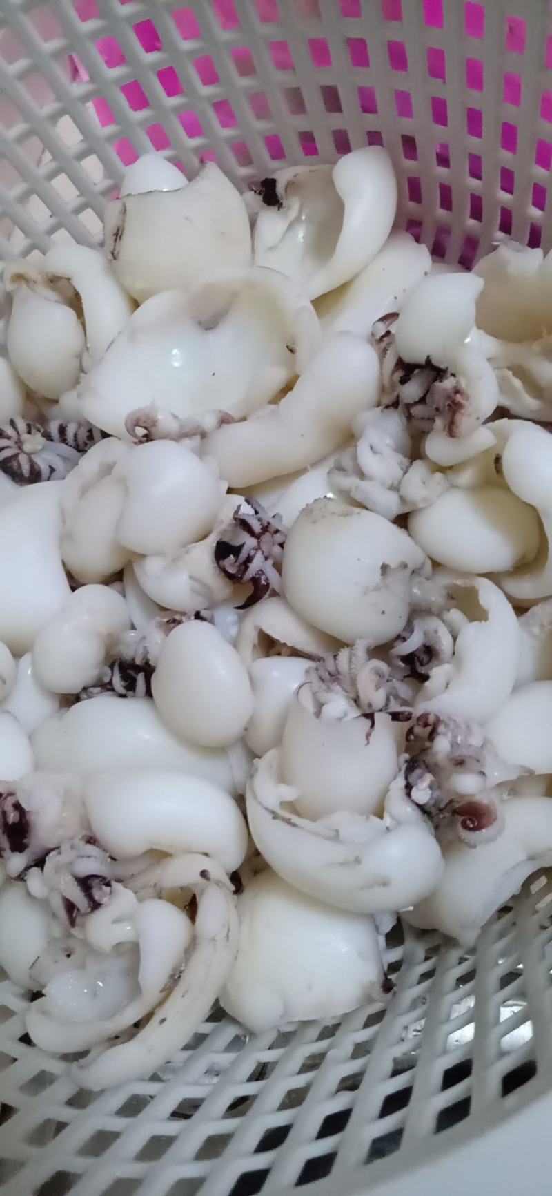 网红电商版精选墨鱼仔，价钱便宜，不缩水，非常脆口，，，，