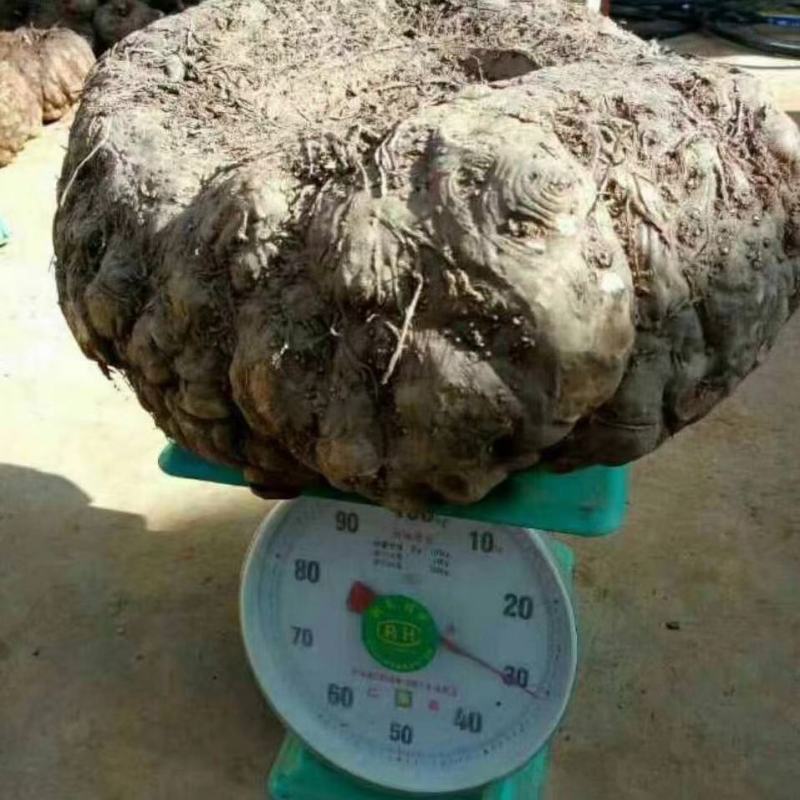 丽江魔芋商品，种子，高原无公害食品种植供应链，诚信合作，