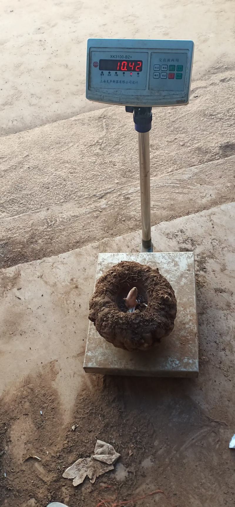 丽江魔芋商品，种子，高原无公害食品种植供应链，诚信合作，