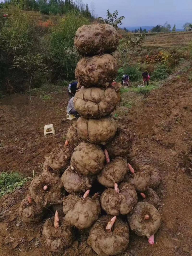 丽江魔芋商品，种子，高原无公害食品种植供应链，诚信合作，