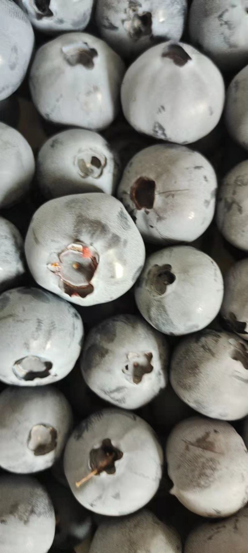 辽宁L11蓝莓提供纸箱泡沫箱礼品盒小盒子按需求分拣打包