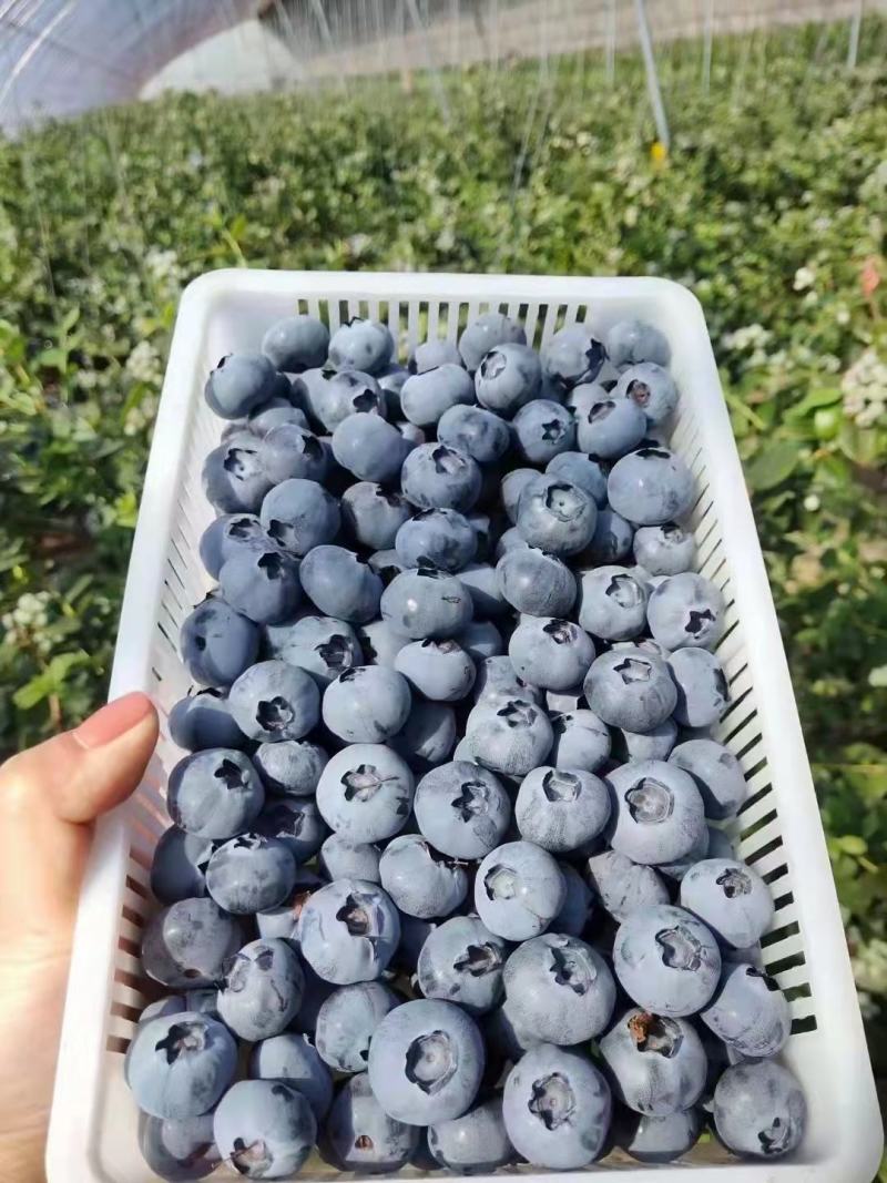 辽宁L11蓝莓提供纸箱泡沫箱礼品盒小盒子按需求分拣打包